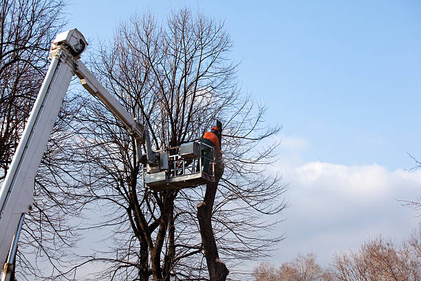 Best Tree Removal Service  in Due West, SC